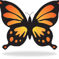 Colorful butterfly transformation concept